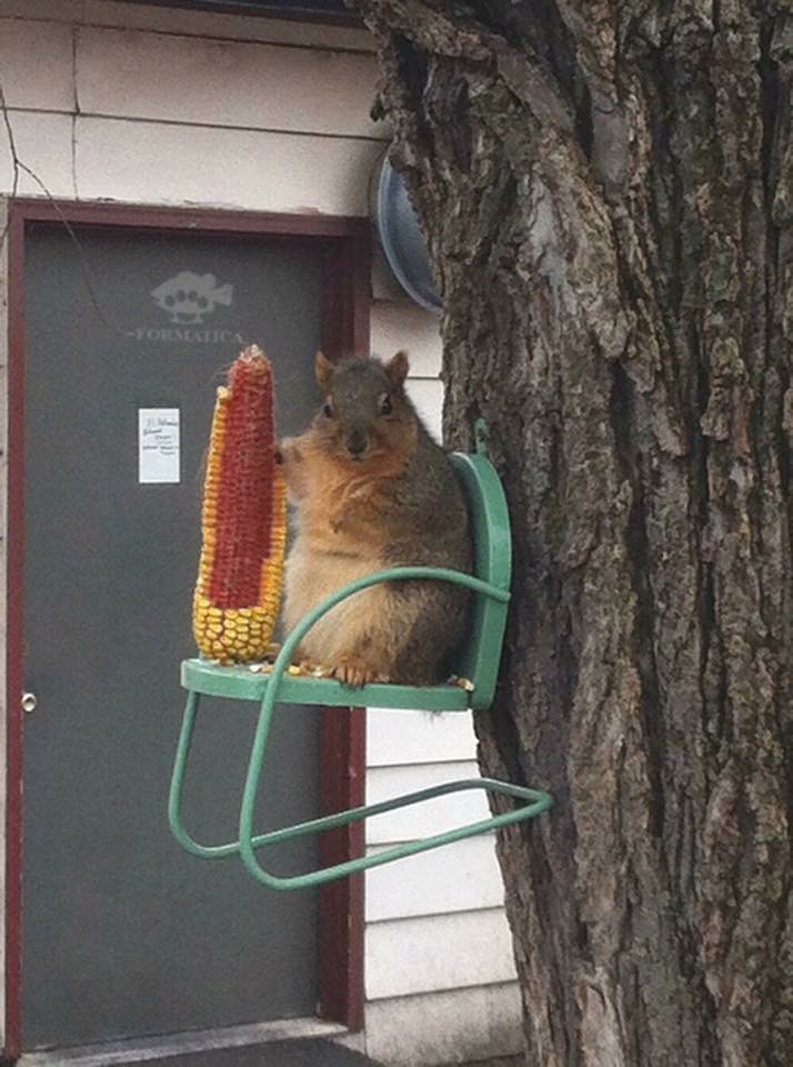 Chester Squirl